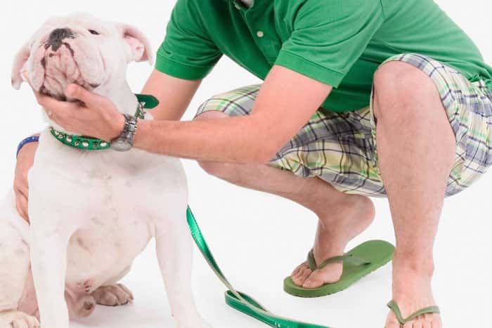 Pet Sitters