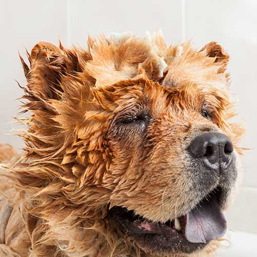 Grooming