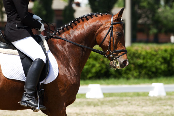 Equestrian