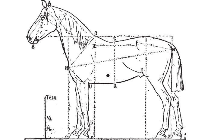 Anatomy