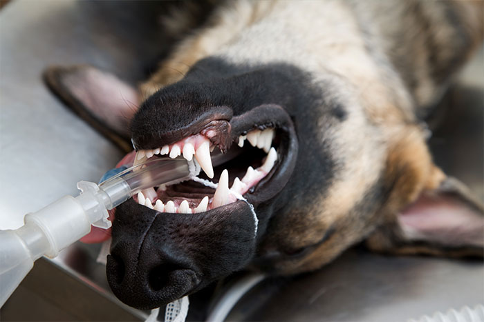Anaesthesiologist